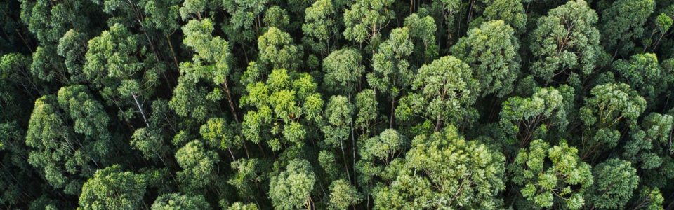 FSC-(Forest-Stewardship-Council)-Danismanligi
