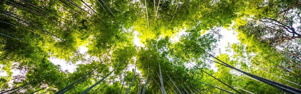 PEFC-(Programme-for-the-Endorsement-of-Forest-Certification)-Danismanligi